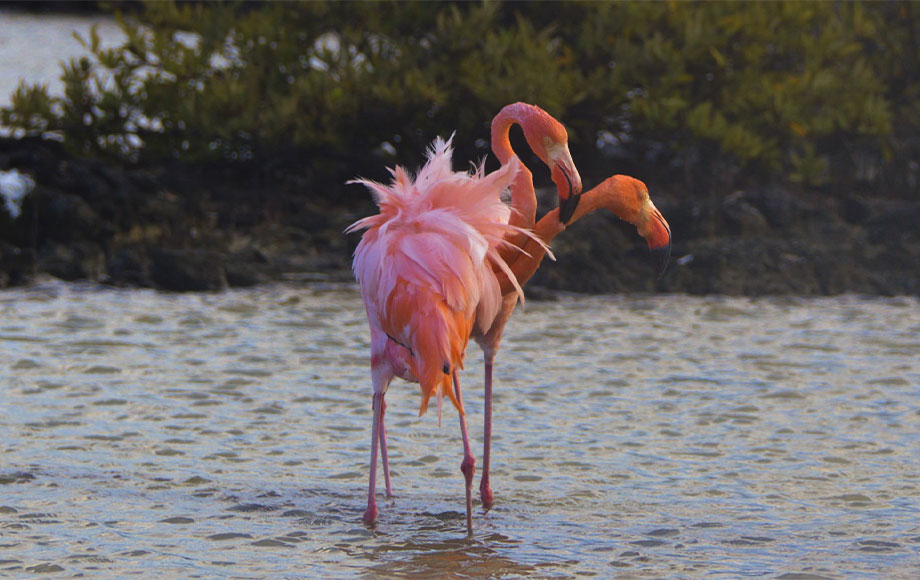 American Flamingo at Finch Bay Hotel