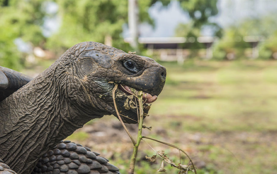 Giant Tortoise in the Galapagos Islands