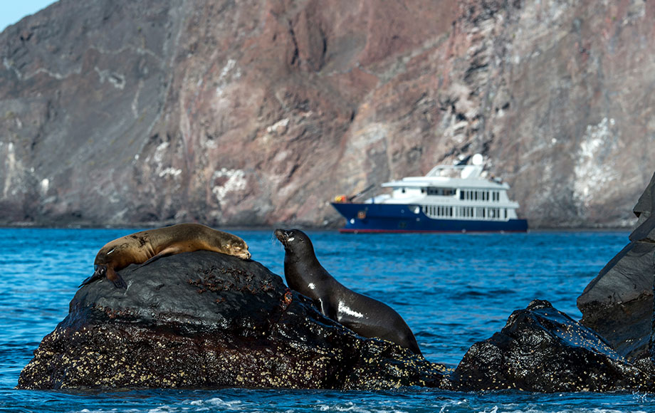 Sea Lions in the Galapagos Islands