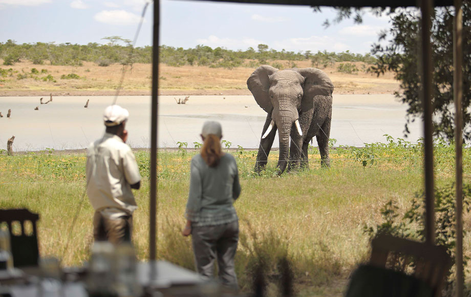 Elephant close to camp at Kicheche Laikipia