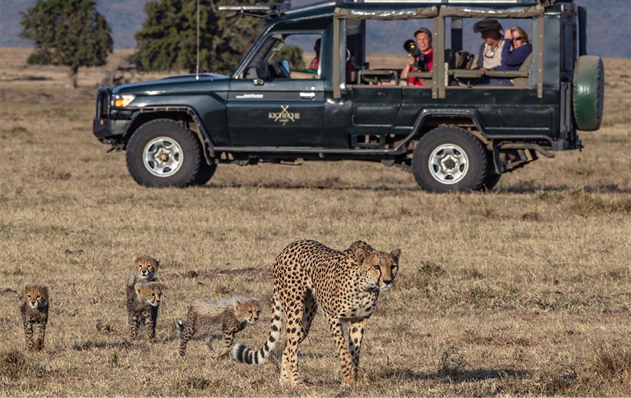 Cheetah and Cub sighting in Kenya