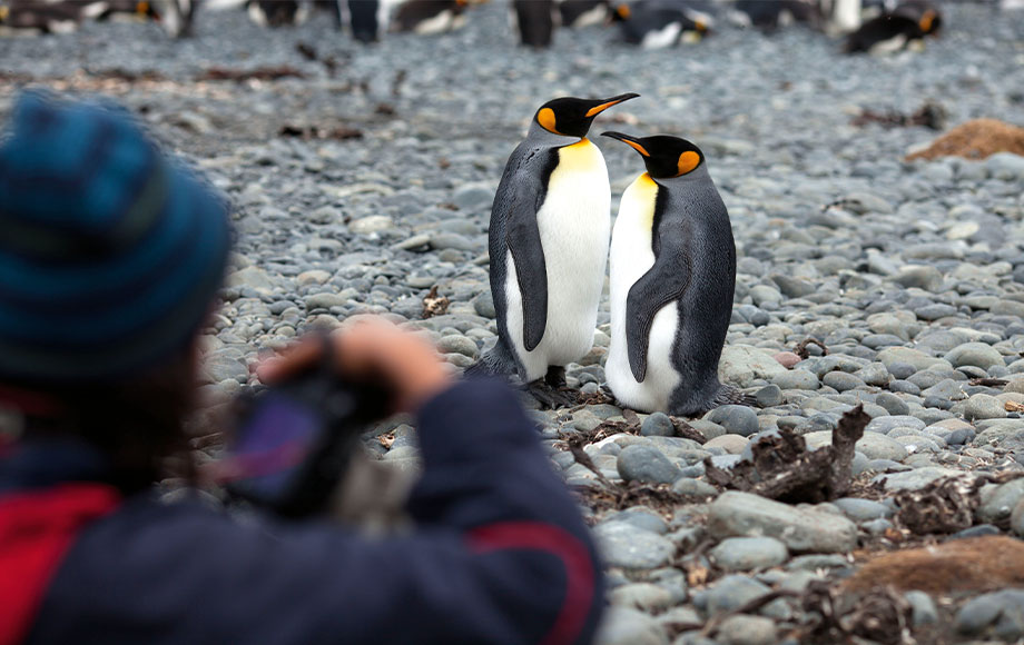 Getting close to a King Penguin