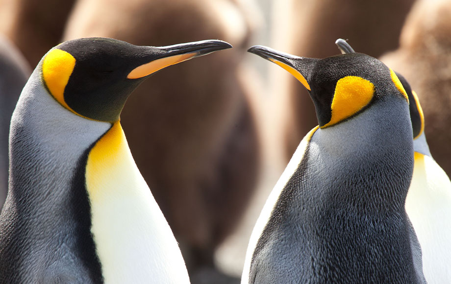 King Penguins in Sub Antarctic Islands