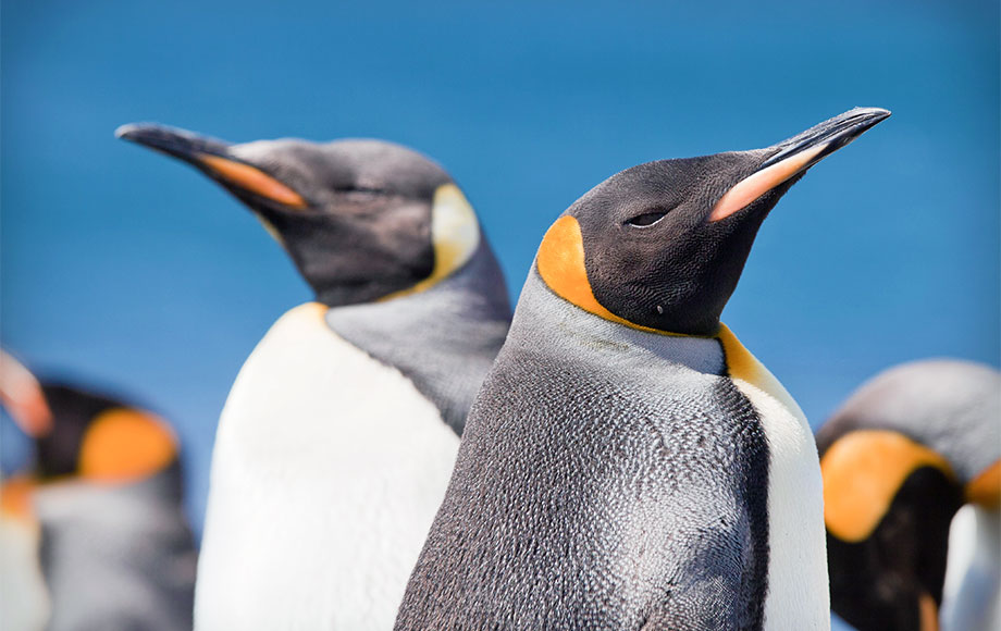King Penguins in the Sub Antarctic Islands