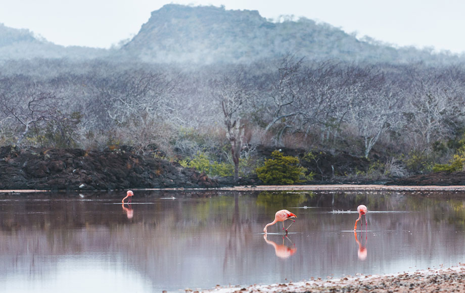 Flamingos in the Galapagos Islands
