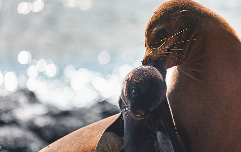 Sea Lion and pup in the Galapagos Islands