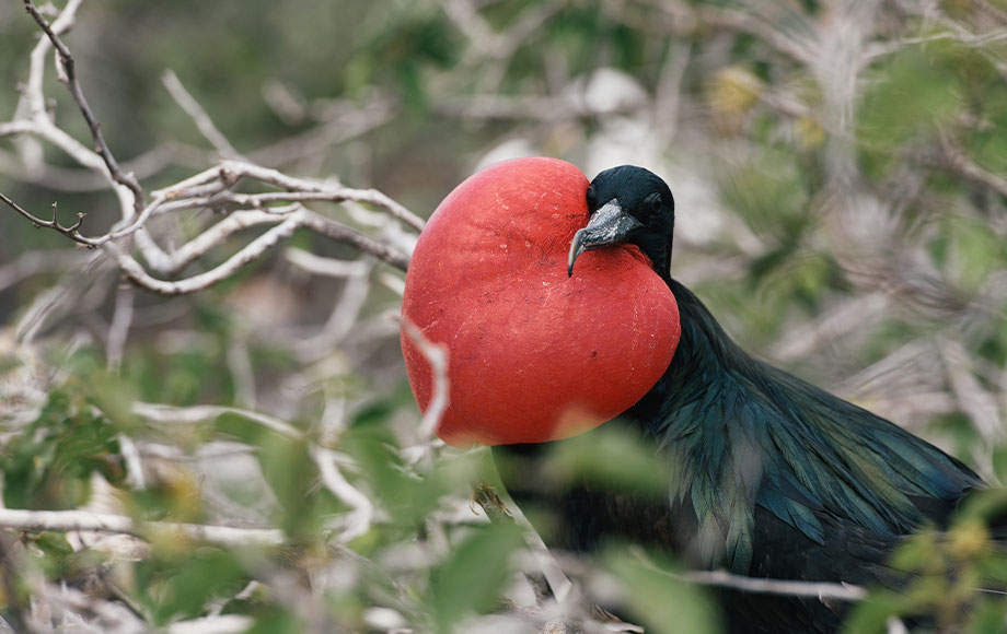 Frigate Bird in the Galapagos Islands