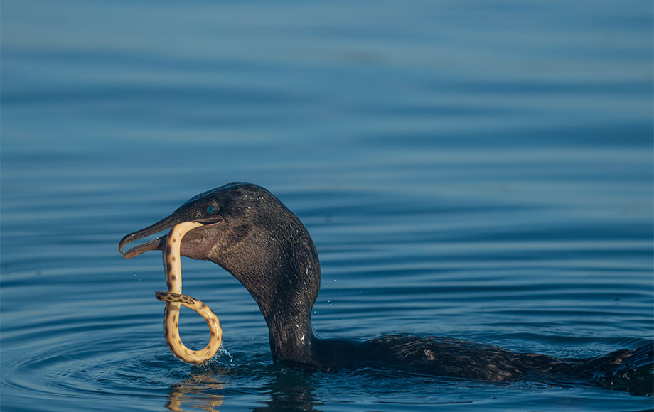 Flightless Cormorant in the Galapagos Islands