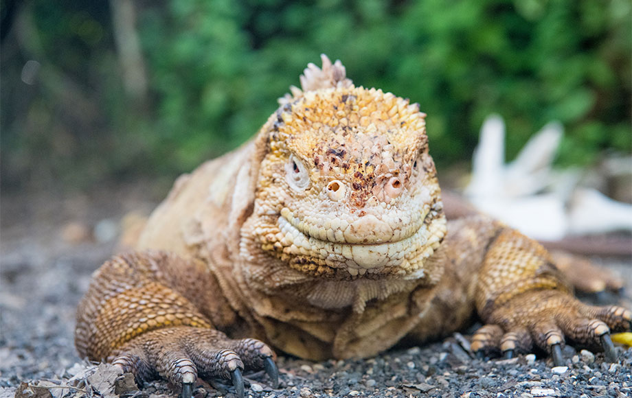 Land Iguana in the Galapagos