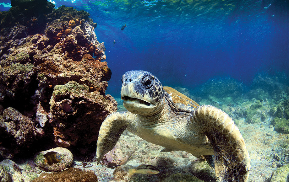 Sea turtle in the Galapagos