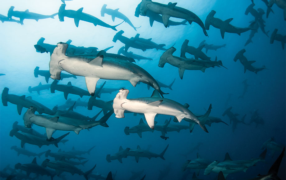 Hammerhead sharks in the Galapagos Islands