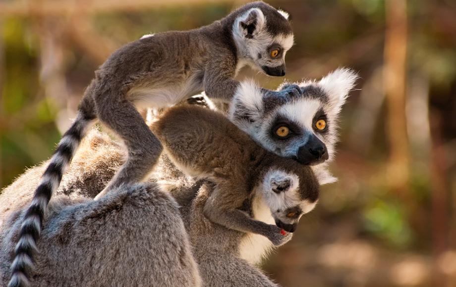 The Lemur | Lemurs Safaris in Madagascar | African Wildlife Safaris