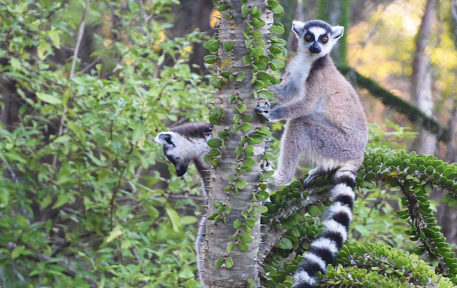 Ring Tailed Lemurs in Madagascar