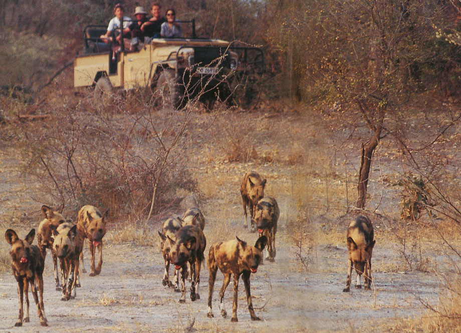 Wild Dogs at old Mombo Camp
