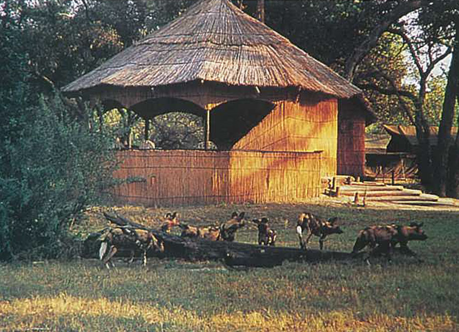 Wild Dogs at Old Mombo Camp