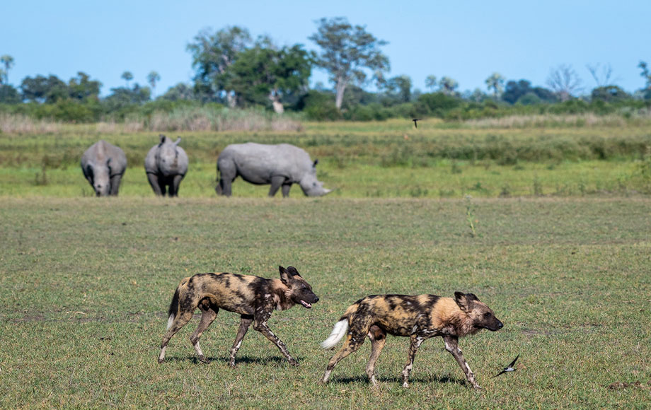 Wild Dogs at Mombo Camp