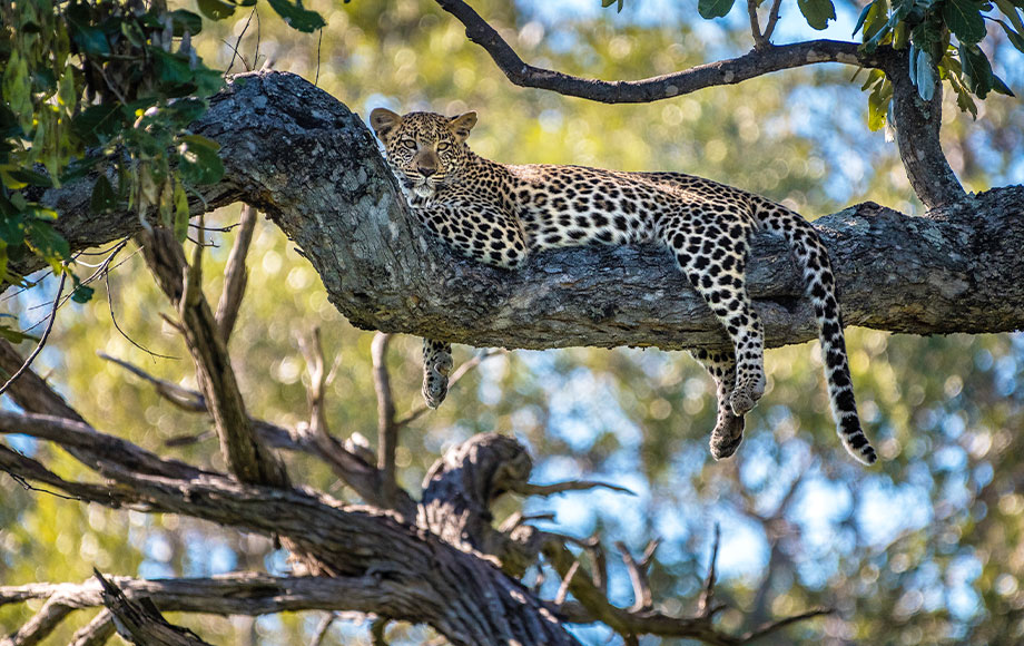 Leopard in a tree at Mombo Camp