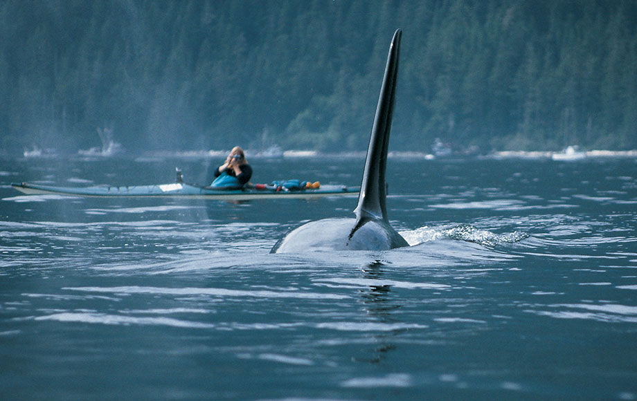 Orca (Killer Whale) Viewing at Knight Inlet Lodge
