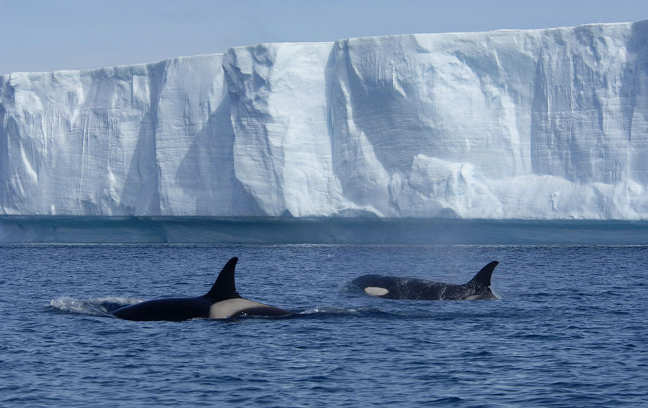 Pod of Orcas