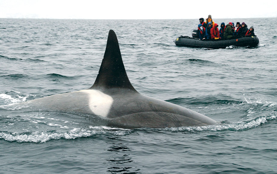 Orca Viewing in Antarctica