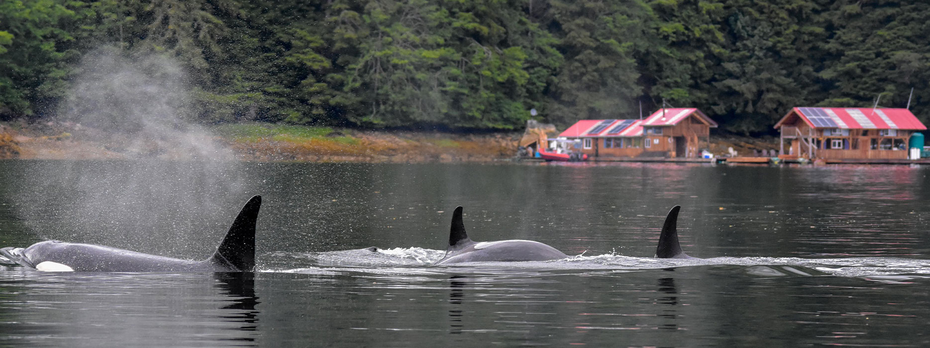 Orcas at Khutzeymateen Lodge in Canada