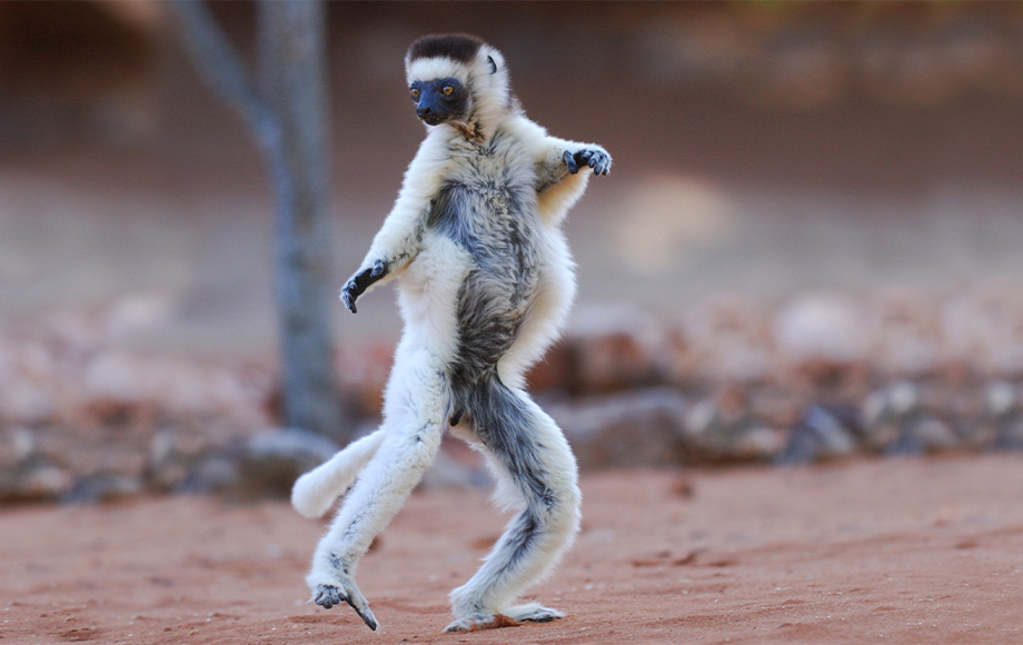 Safaka Lemur in Madagascar