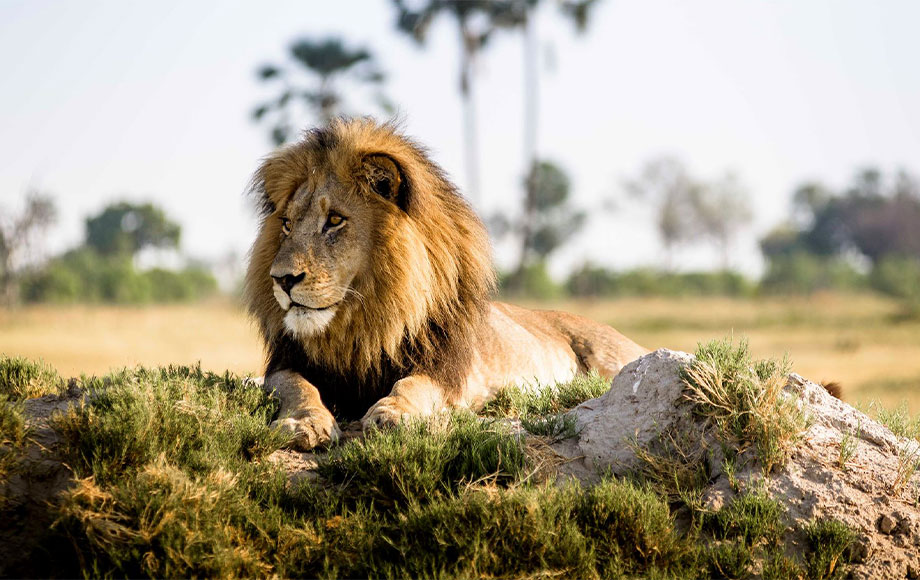 Lion at Xigera Safari Lodge