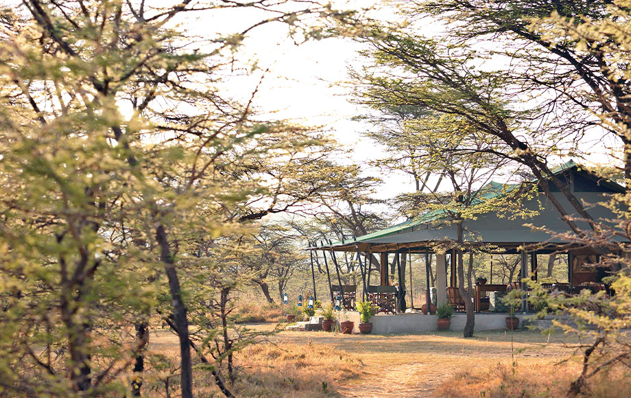 kicheche Bush Camp in Kenya