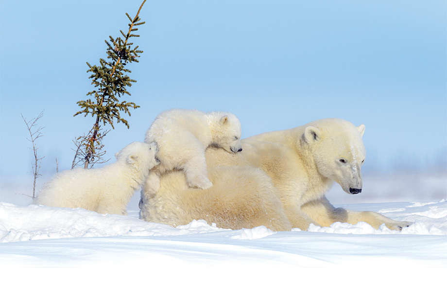 Polar Bear Cubs in Canada