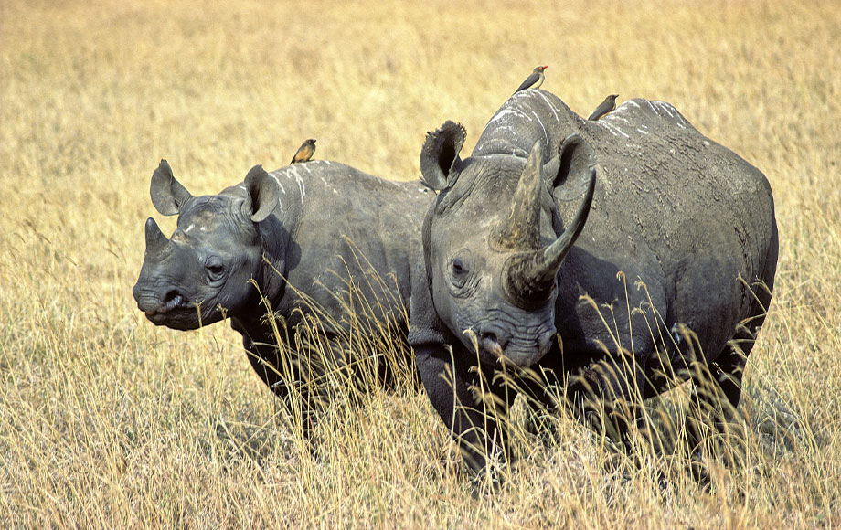 Black Rhinos in Tanzania