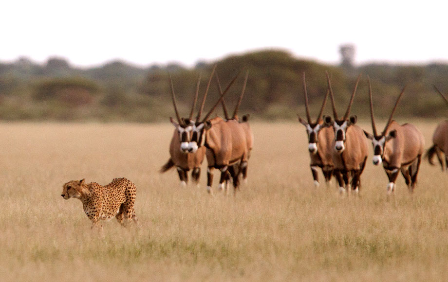 Cheetah and Oryx in Botswana