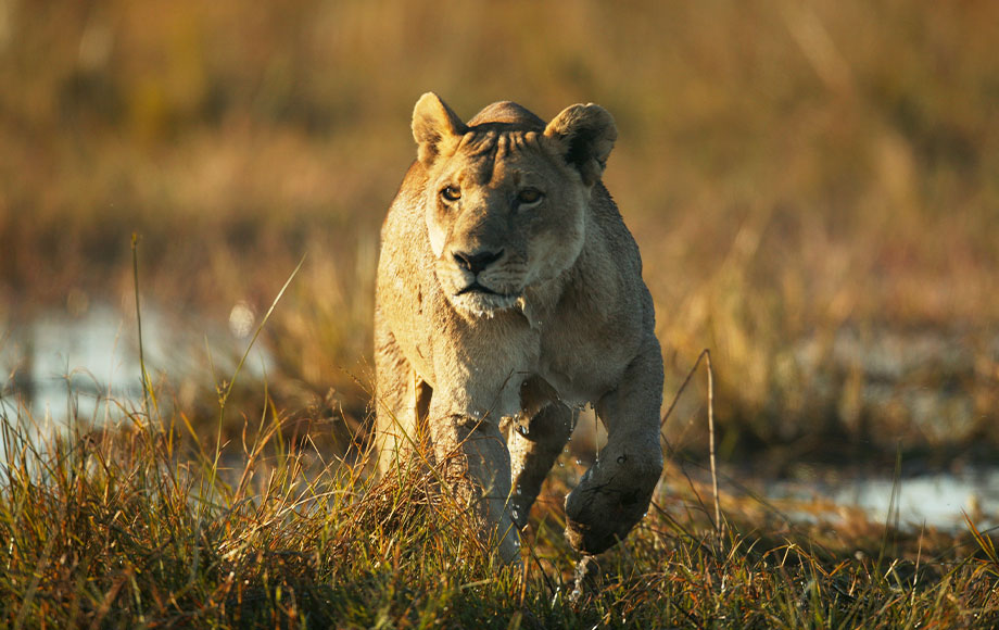 Lion at Duba Plains Camp