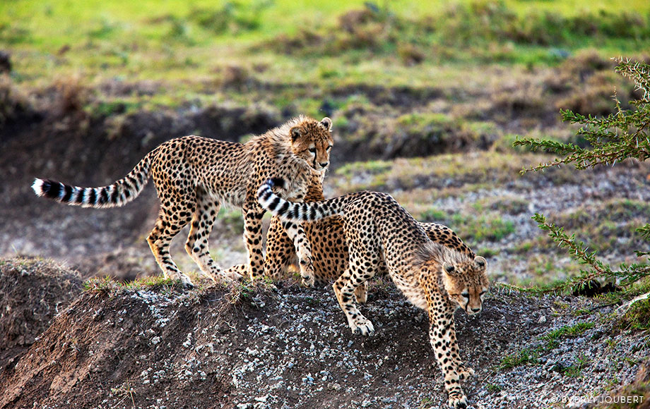Family of cheetahs in Kenya Family of cheetahs in Kenya