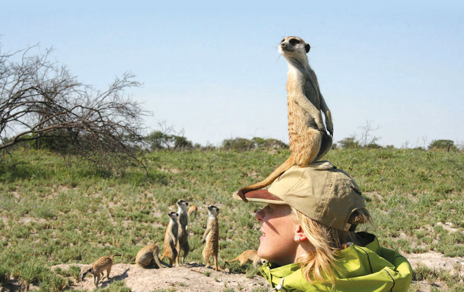 Meerkat on top of persons head Meerkat on top of persons head