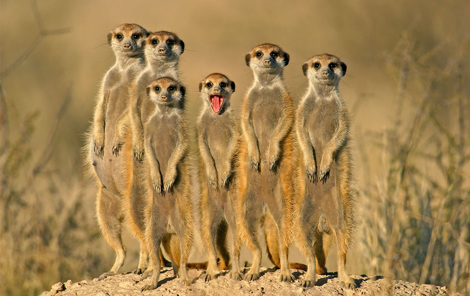 Meerkats in Botswana Meerkats in Botswana