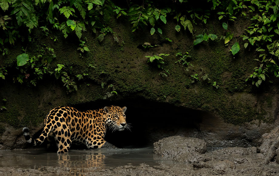 A jaguar in the Amazon