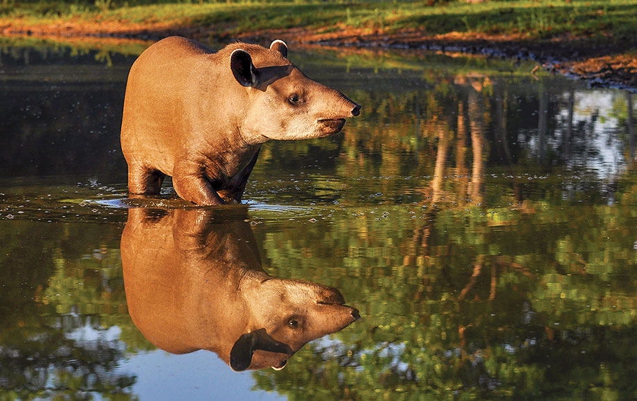 Tapir in the Amazon