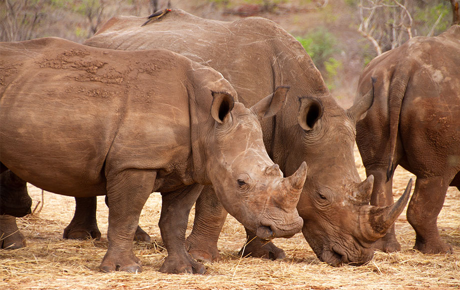 White Rhino in Zambia White Rhino in Zambia