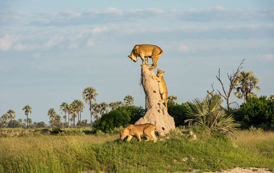 Lions climbing on a tree in Bostwana