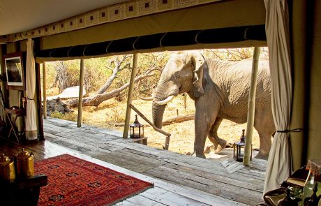 Elephant saying hello