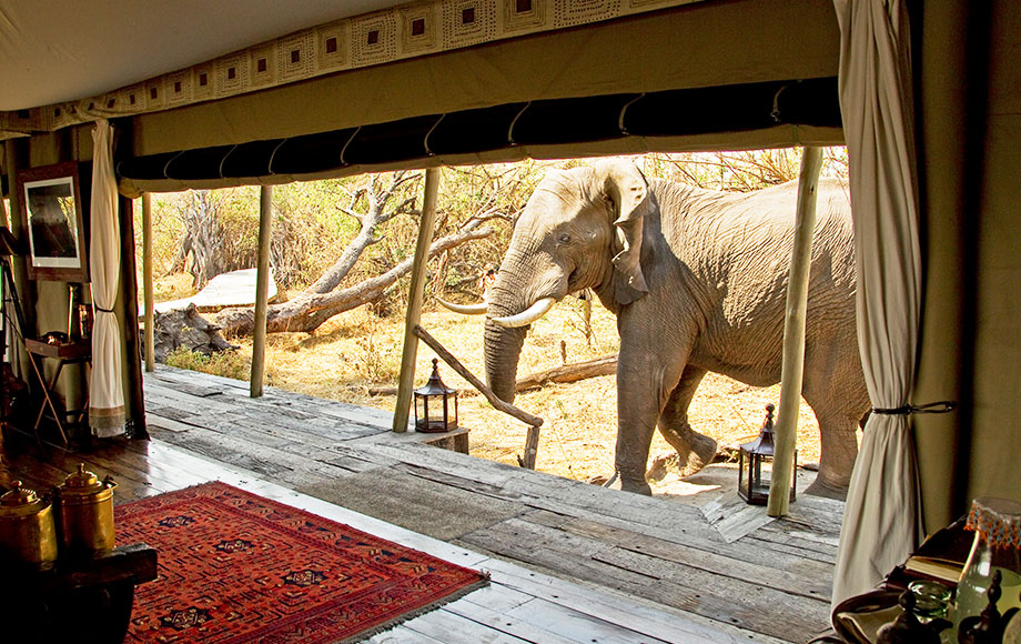 Elephant saying hello