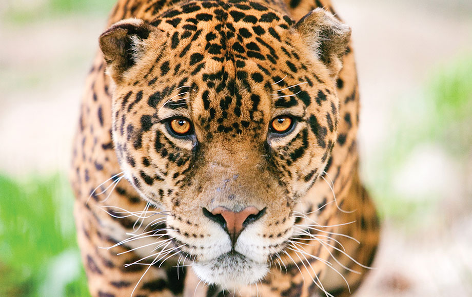 Jaguar in Brazil