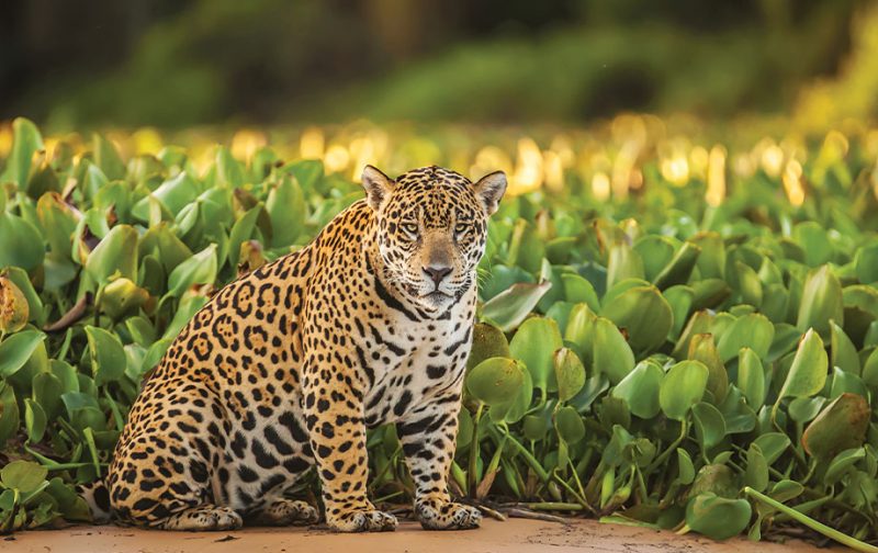 Jaguars Best places to see Jaguars African Wildlife Safaris