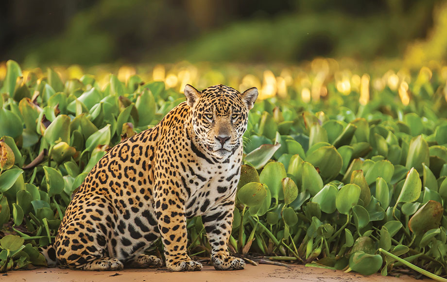 Jaguar in Brazil's Pantanal