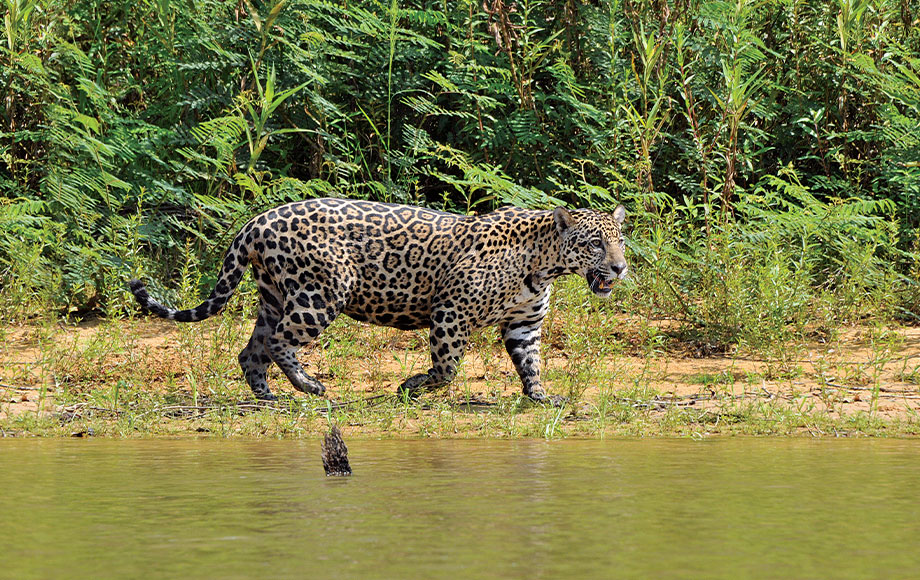 Jaguar in River in Brazil