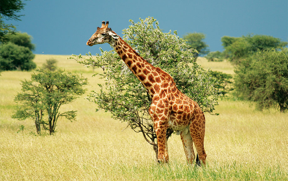 A Masai Giraffe