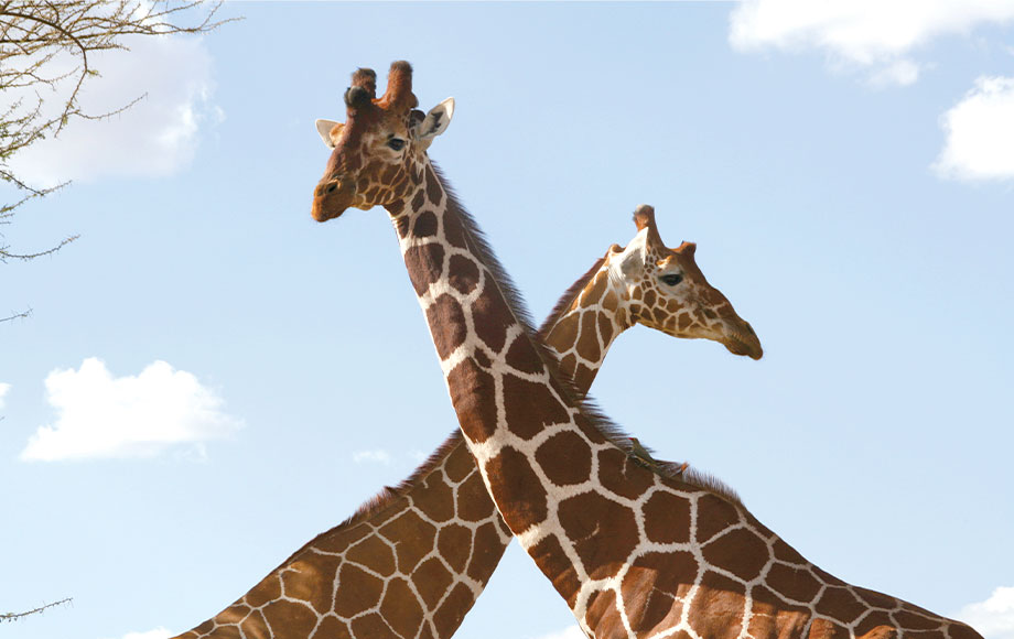 Giraffes in Kenya