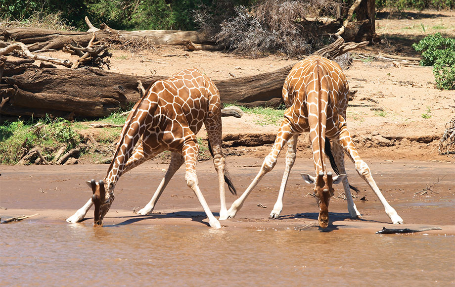 A Reticulated Giraffe