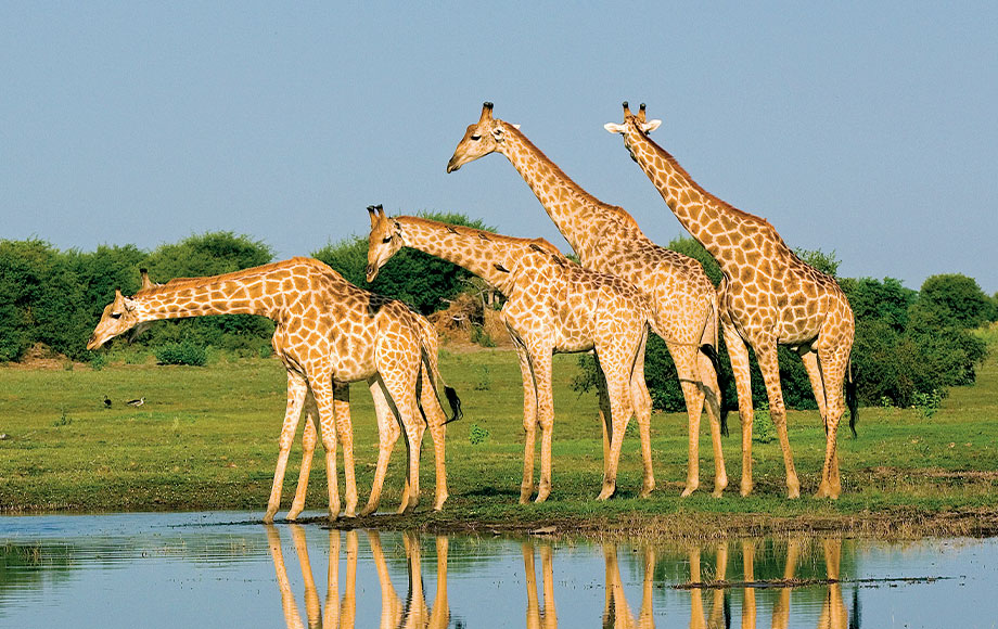 african safari giraffe