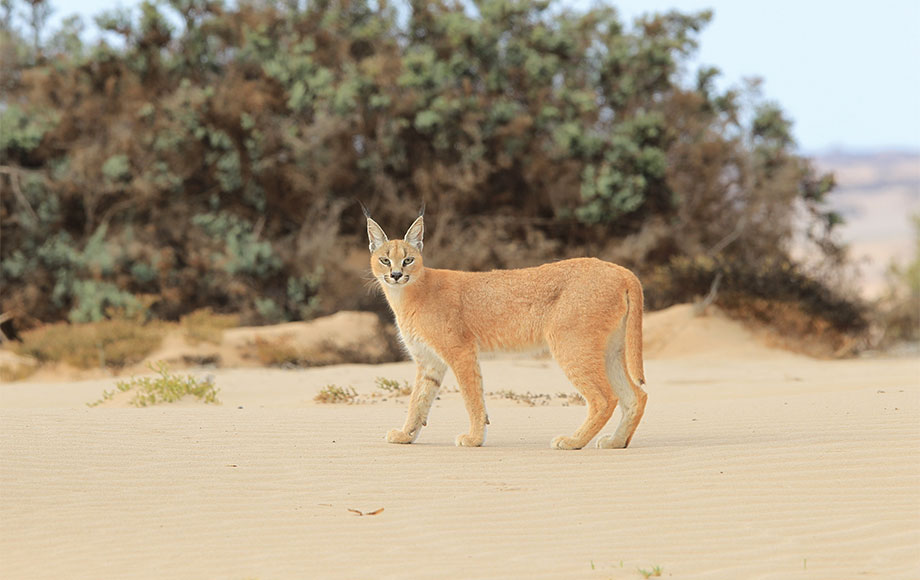 A Caracal